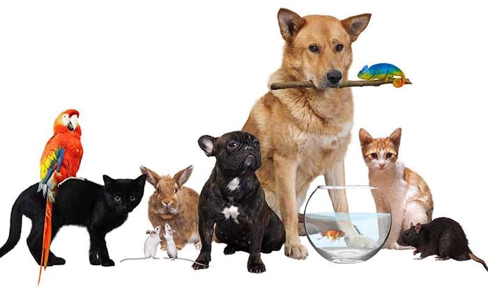 خرید تجهیزات و خدمات حیوانات خانگی
