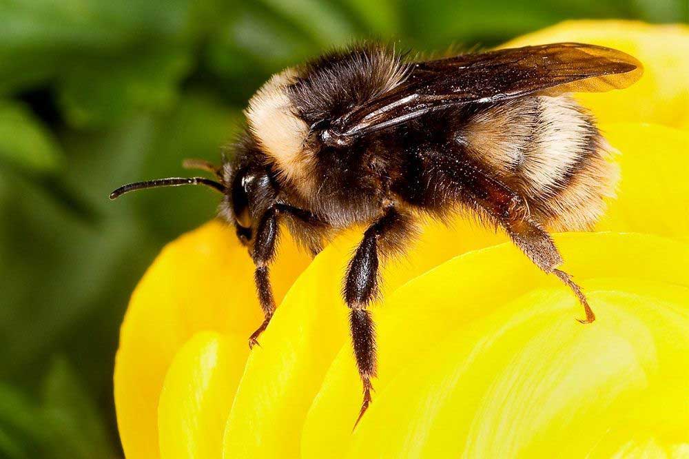 درمان بیماری ها با نیش زنبور عسل