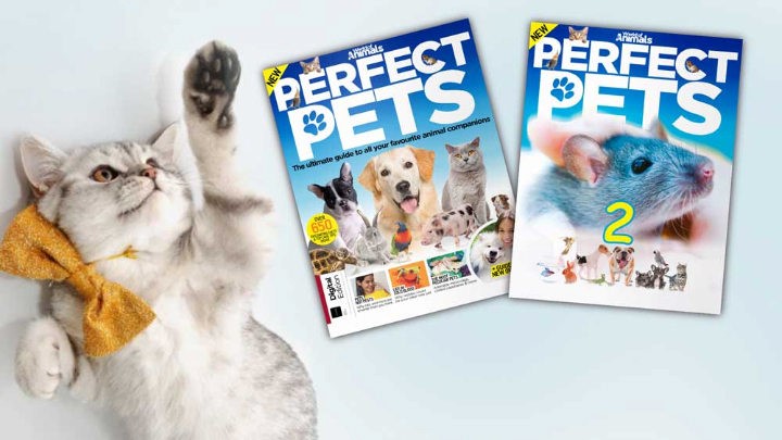 مجله Perfect Pets 