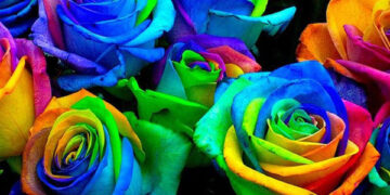 معانی 10 رنگ گل رز که باید بدانید