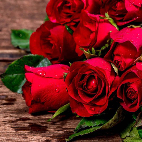 گل رز ساقه بلند یکی از محبوب ترین انواع گل رز
