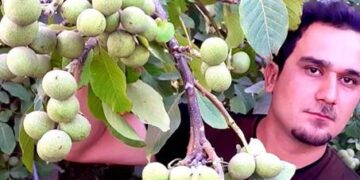 با رکورددار تولید نهال در کرمانشاه آشنا شوید