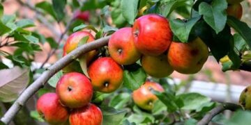 برای میوه دهی بیشتر، نهال سیب را به این شکل هرس کنید!