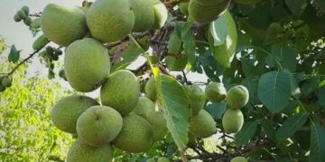 8 نکته مهم قبل از احداث باغ گردو که باید بدانید