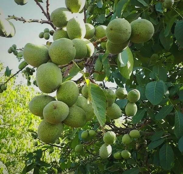 8 نکته مهم قبل از احداث باغ گردو که باید بدانید