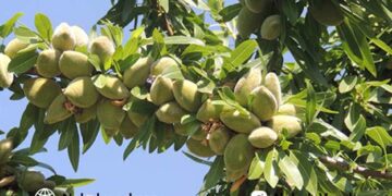 خرید نهال بادام از نگین سبز خاورمیانه