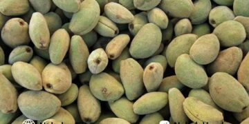 برکت را با کاشت نهال هایی سالم به باغستان خود بیاورید!