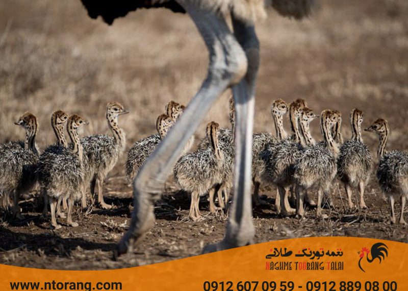 آشنایی با بلدرچین پولکدار